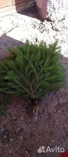 Баные веники берёза и еловые