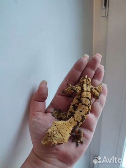 Реснитчатый бананоед, геккон, самец