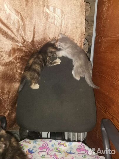 Отдам бесплатно котят девочки