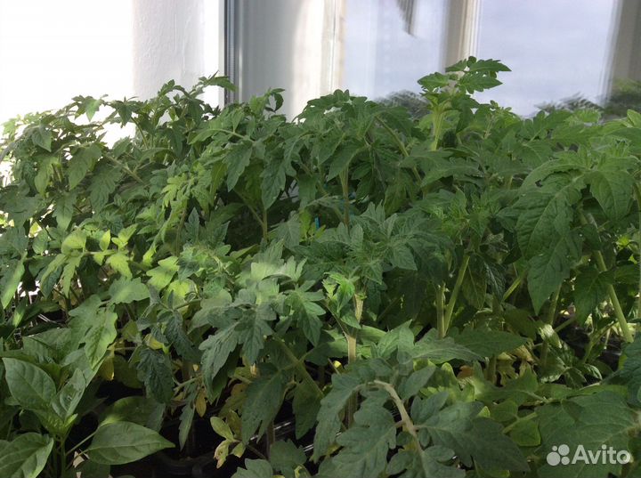 Продам рассаду овощных и цветочных культур