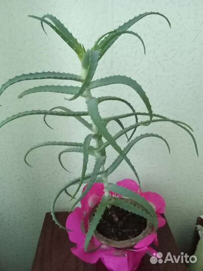 Алоэ столетник