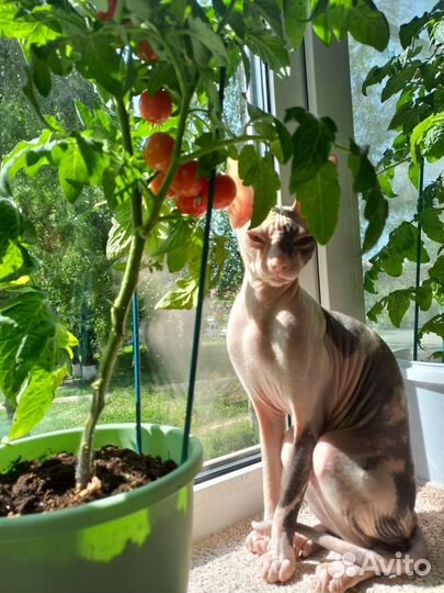 Донской сфинкс вязка