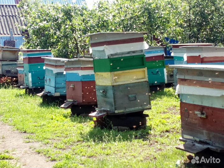 Продаются пчелы среднерусские