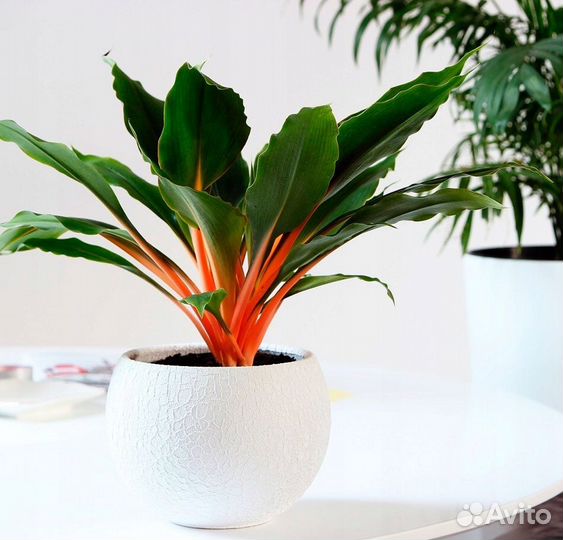 Хлорофитум грин оранж