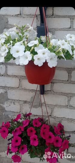 Петуния ампельная