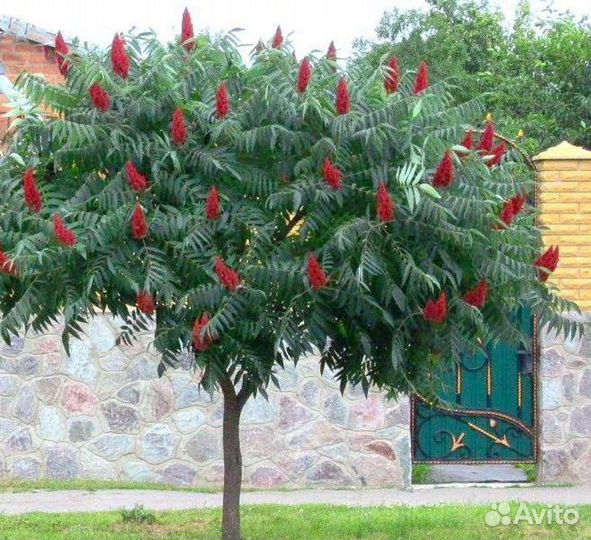 Сумах оленерогий