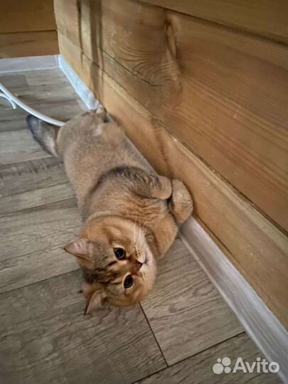 Шотландские