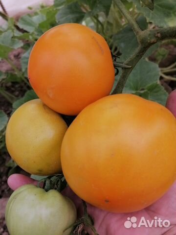 Рассада: помидоры томаты перцы