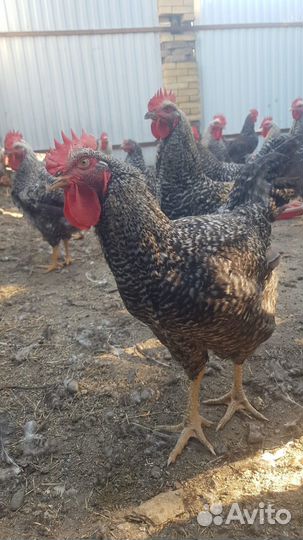 Молодые петухи