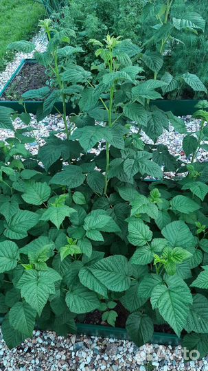 Саженцы ремонтантной малины