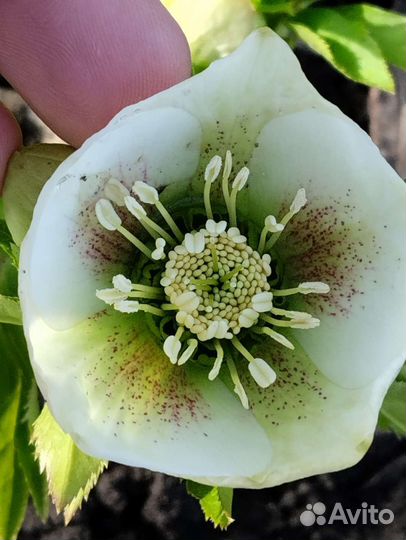 Морозник семена