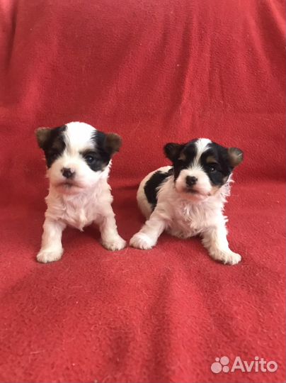 Щенки бивер йорка