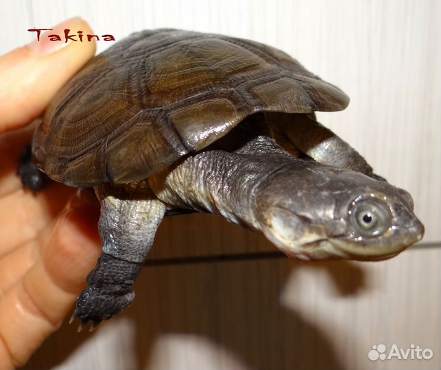 Черепаха водная Пеломедуза Африканская