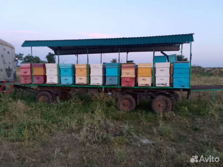 Пчелы улья пасеку