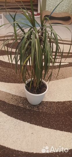 Пальма драцена