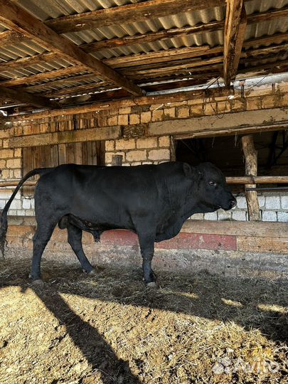 Быки на племя