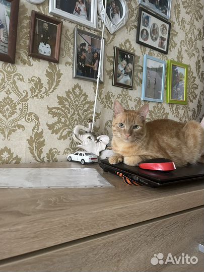 Котик в добрые руки