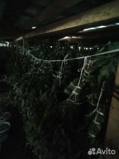 Дубовые веники для бани