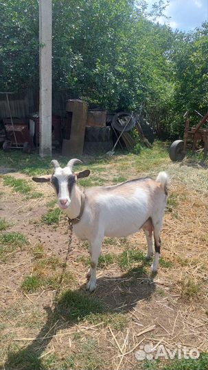 Козы и козлята