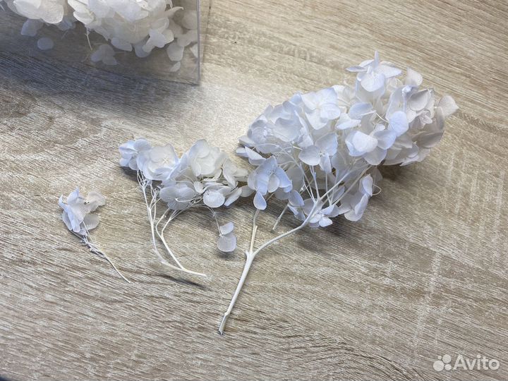 Сатабилизированная гортензия