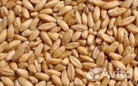 Зерно пшеница ячмень горох