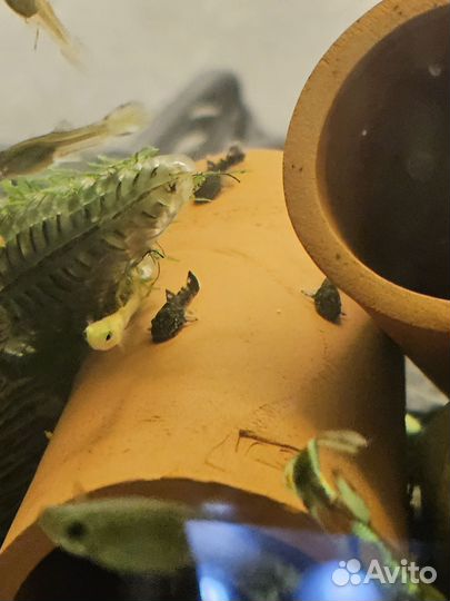 Мальки сома анциструса