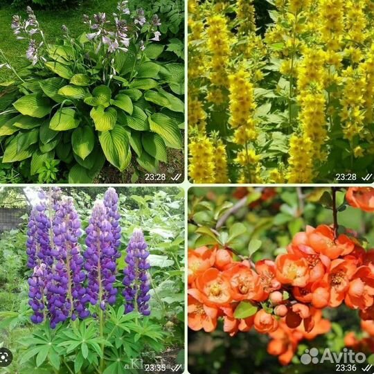 Цветы Лук декор., Бруннера, Пионы, хосты и др