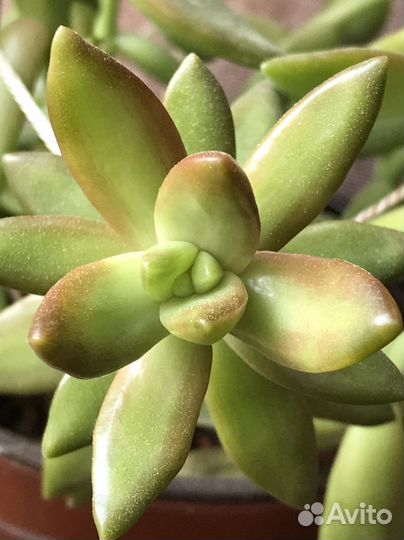 Очиток Алоэ остистое