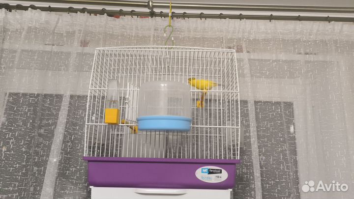 Кенар с клеткой