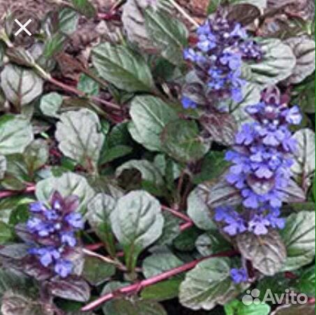 Почвопокровники