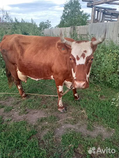 Корова с бычками