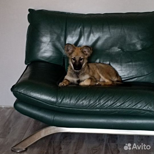 Щенок в добрые руки бесплатно