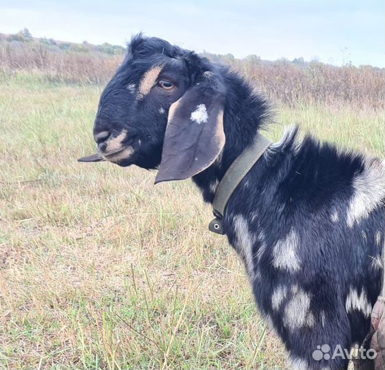 Предлагаю для случки