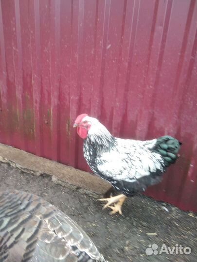 Куры петухи