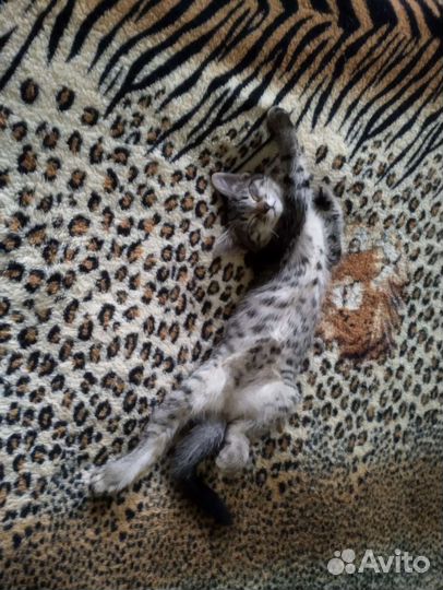 Домашние котята