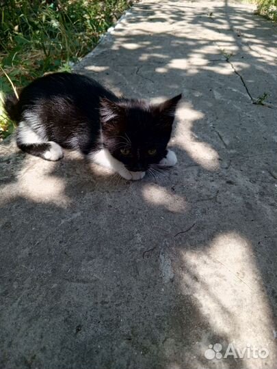 Котики бесплатно в добрые руки