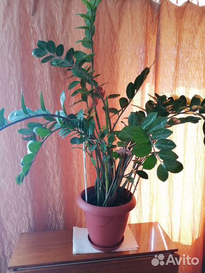 Замиокулькас