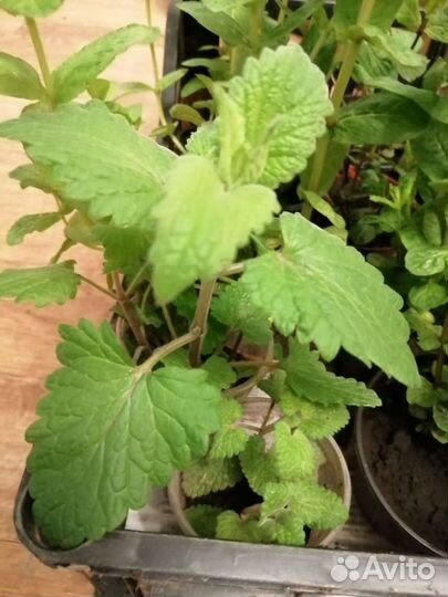 Мята, ментол, мелисса, перечная мята