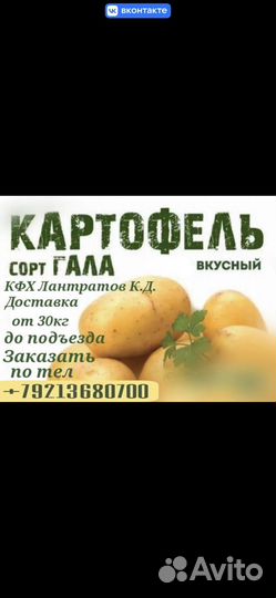 Картофель продавольственны, семенной,кармовой