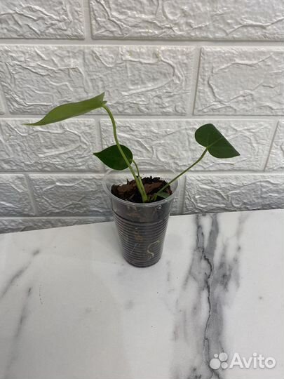 Антуриум ванилла