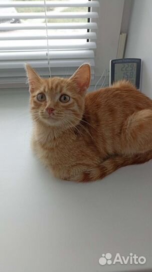 Кошки