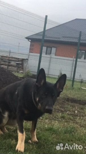 Вязка восточно-европейская овчарка