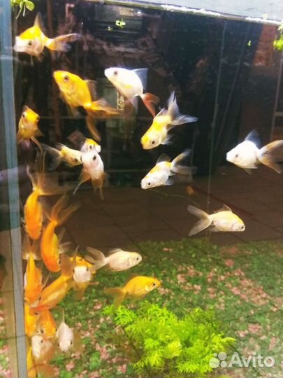 Золотая Рыбка