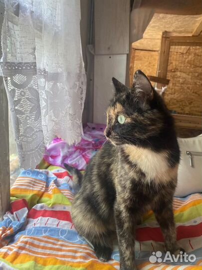 Кошка Челси в дар