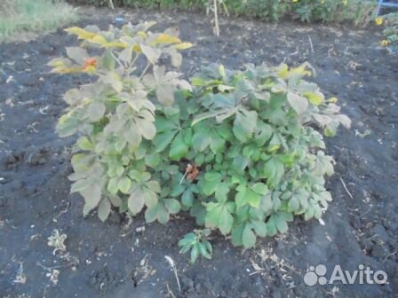 Продам саженцы каштана