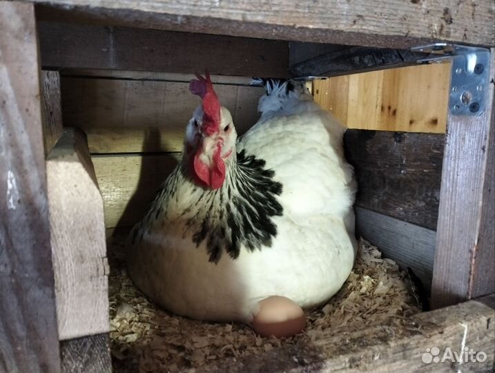 Яйцо куриное, домашнее деревенское