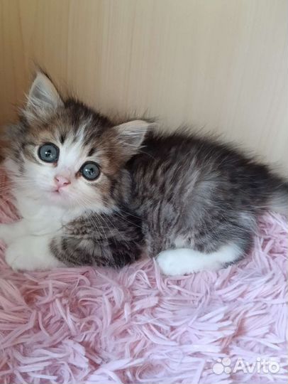 Кошка в дар бесплатно