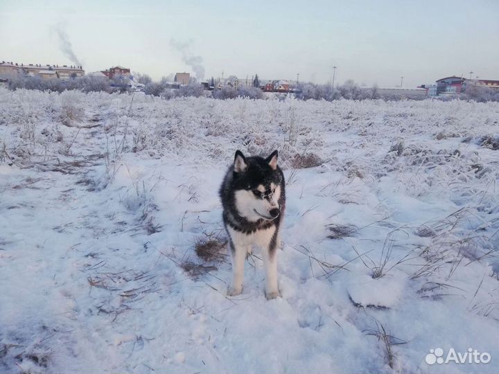 Вязка сибирский хаски