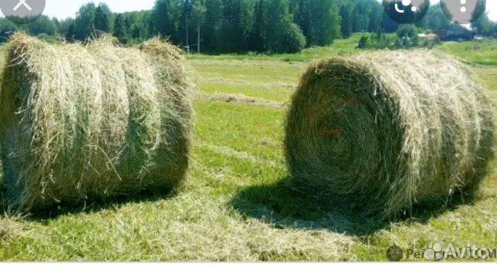 Сено в рулонах