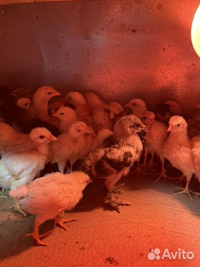 Подрощенные домашние, породистые цыплята